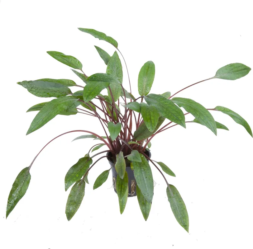 Tropica Cryptocoryne beckettii ‘Petchii‘ Utolsó esély