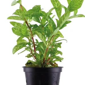 Ajánlat Tropica Hygrophila polysperma ‘Rosanervig‘