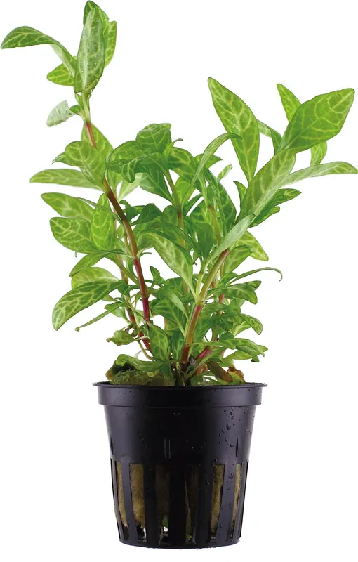 Ajánlat Tropica Hygrophila polysperma ‘Rosanervig‘