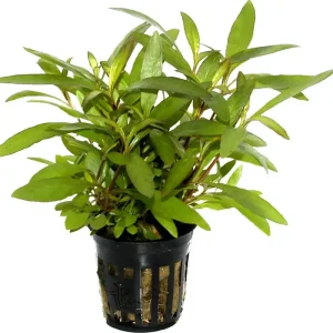 Akciós ár Tropica Hygrophila corymbosa ‘Siamensis 53B‘