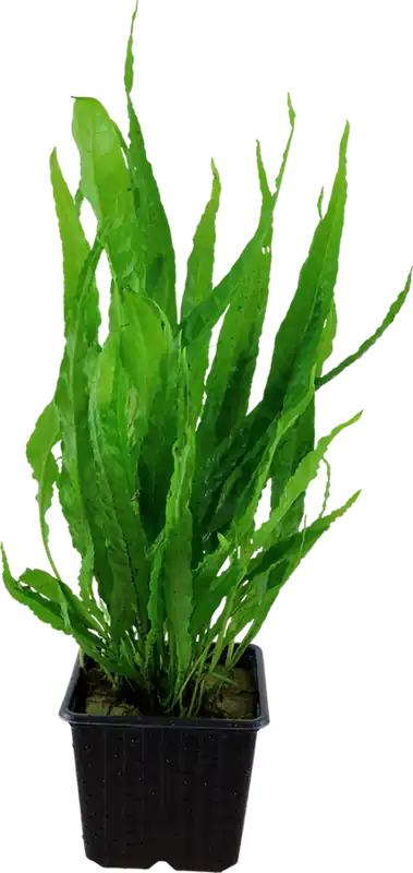Tropica Microsorum pteropus XL Újdonság