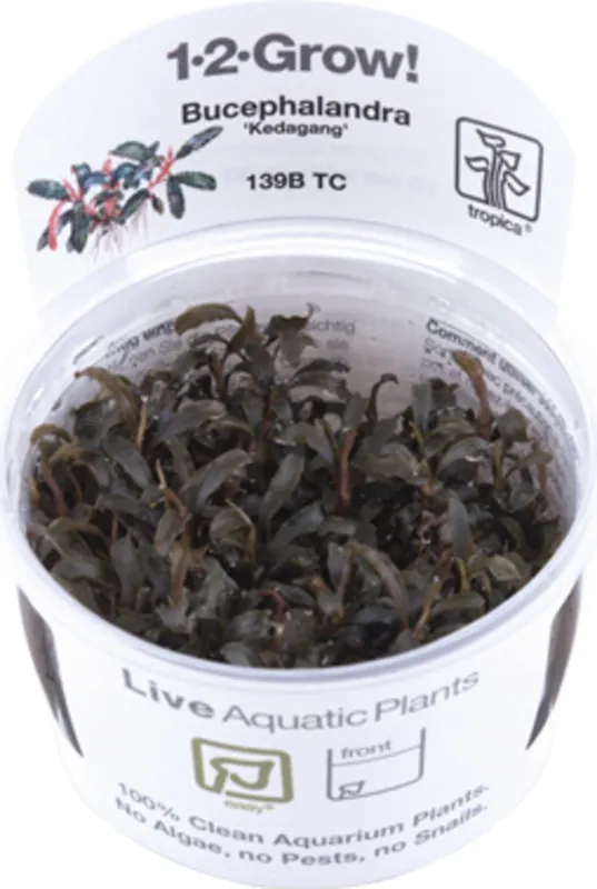 Biztonságos vásárlás Tropica Bucephalandra ‘Kedagang‘ CUP