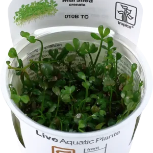 Tropica Marsilea minuta CUP Vásárlói kedvenc