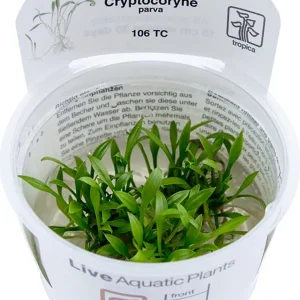 Ajánlat Tropica Cryptocoryne parva CUP