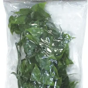 Zoo Med Medium Mexican Phyllo műanyag növény, M/46cm Biztonságos vásárlás
