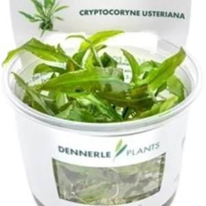 Dennerle Plants Cryptocoryne usteriana CUP Bestseller