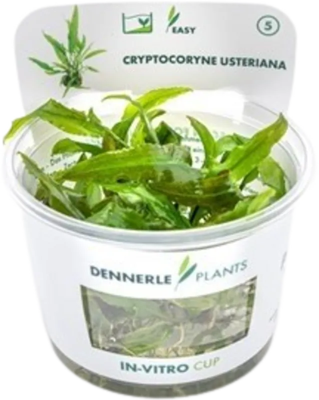 Dennerle Plants Cryptocoryne usteriana CUP Bestseller
