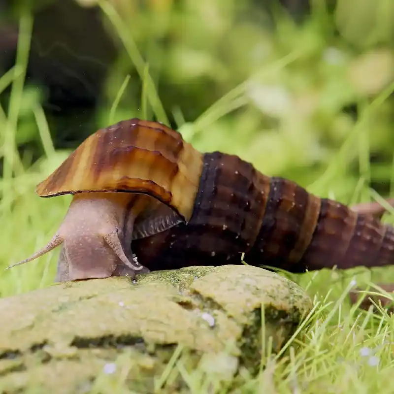 Herkules csiga (Brotia herculea) Akció