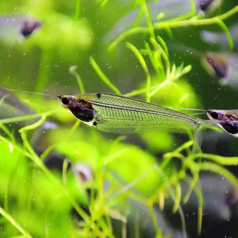 Indiai Üvegharcsa (Kryptopterus vitreolus) Olcsó