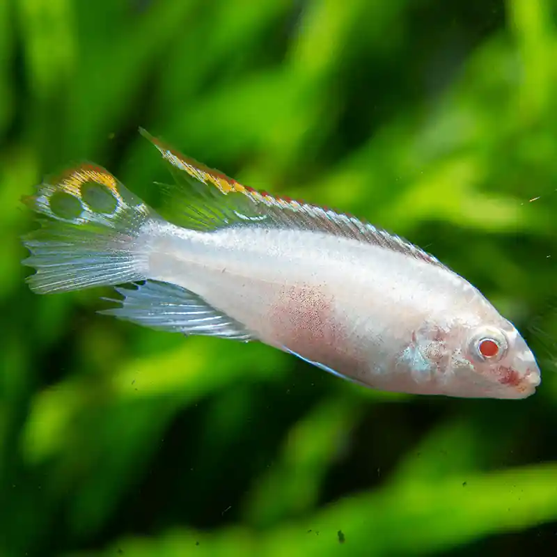 Meggyhasú sügér albínó (Pelvicachromis Pulcher Var Albino) Vásárlói kedvenc