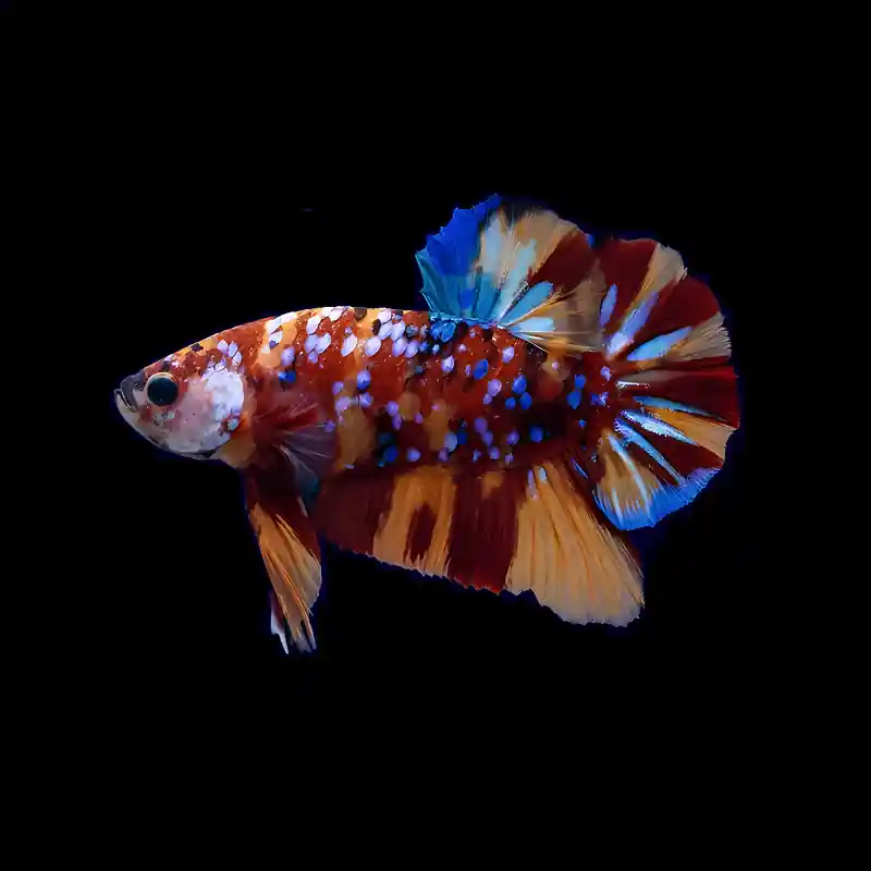 Plakát Koi Betta Bestseller