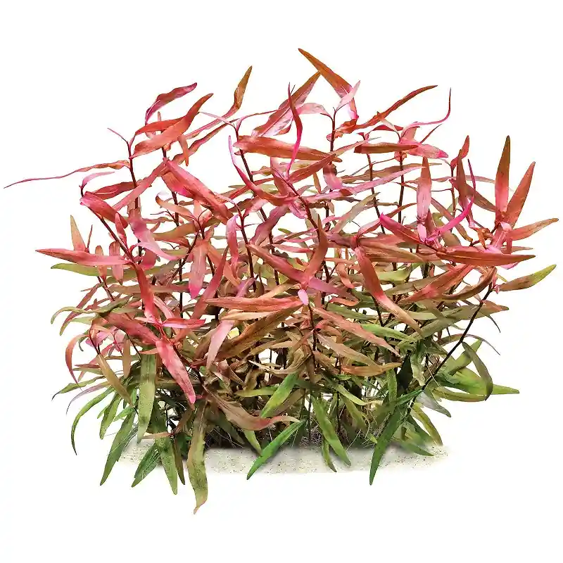 Persicaria Praetermissa akváriumi növény Expressz szállítás