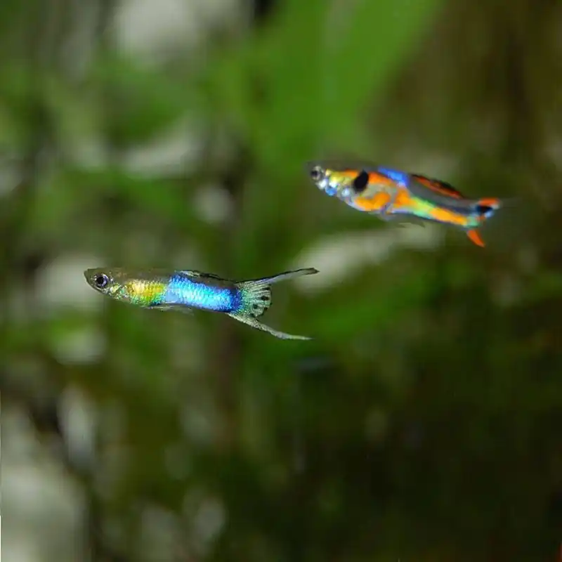 Szuper ajánlat Endler guppy (Poecilia wingei)