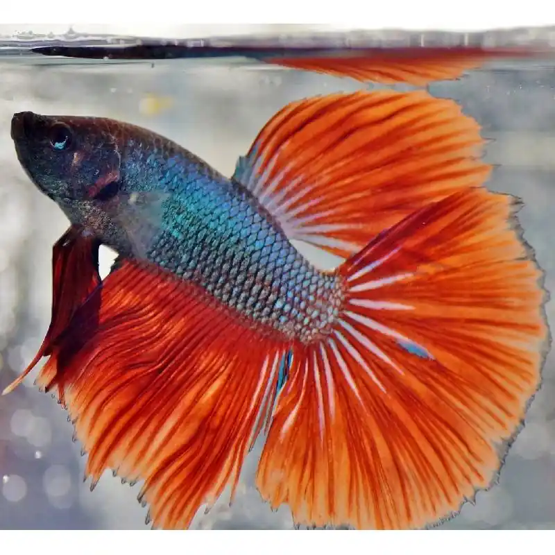 Betta szuperdelta Bestseller