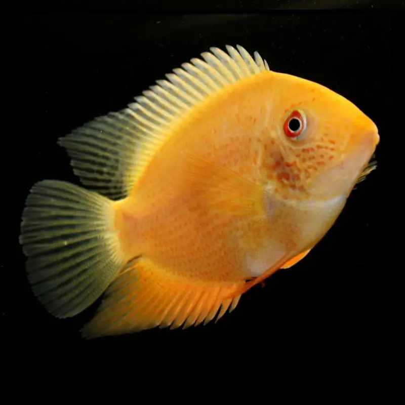 Alacsony ár Arany severum (Heros severus)