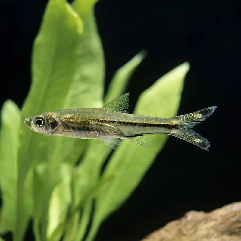 Ollófarkú razbóra (Rasbora trilineata) Akciós ár
