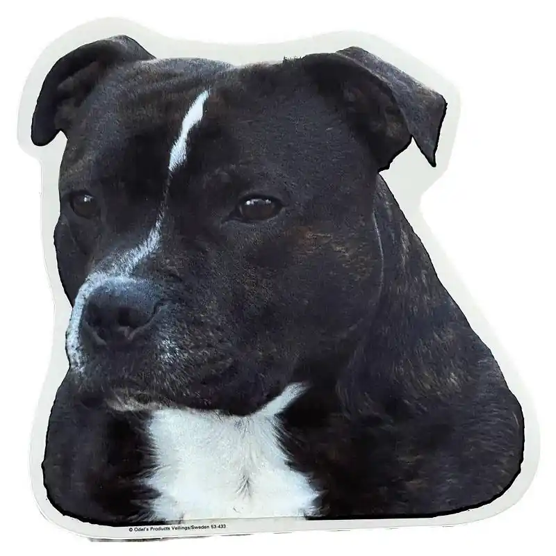 Expressz szállítás Amerikai staffordshire terrier kutyás matrica