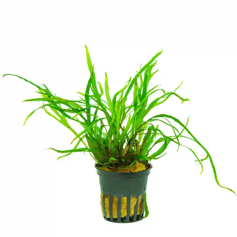 Biztonságos fizetés Microsorum trident