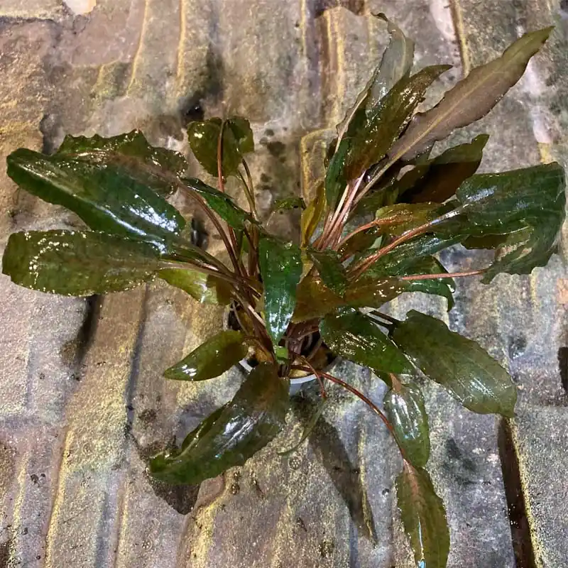 Vedd meg most Cryptocoryne wendtii brown akváriumi növény