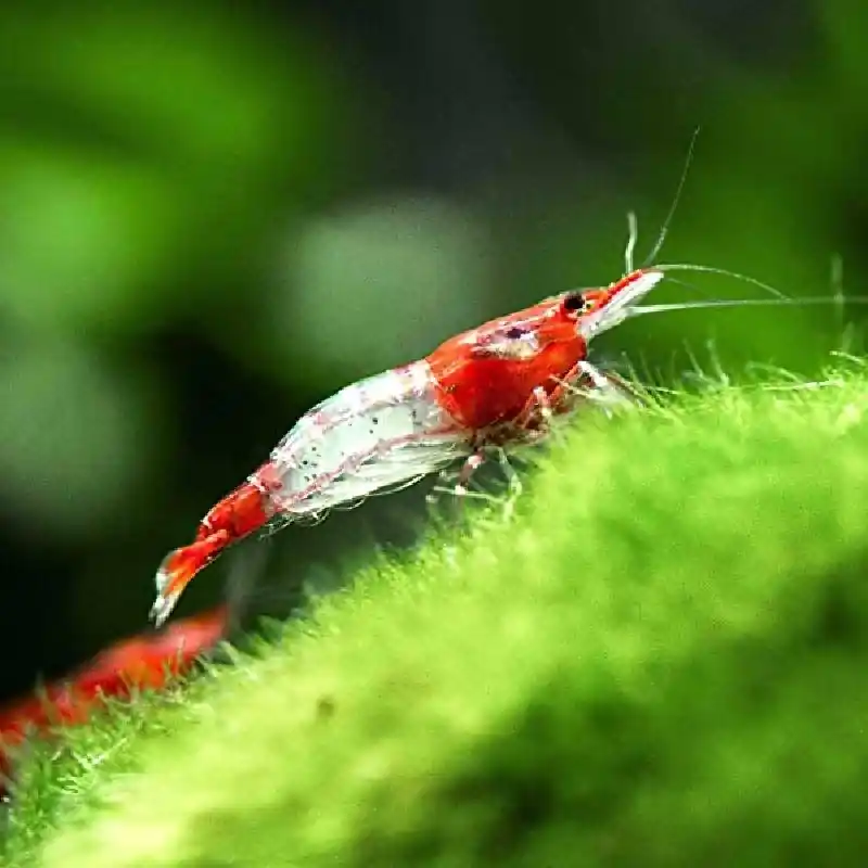 Garnéla – Red rili Legnépszerűbb
