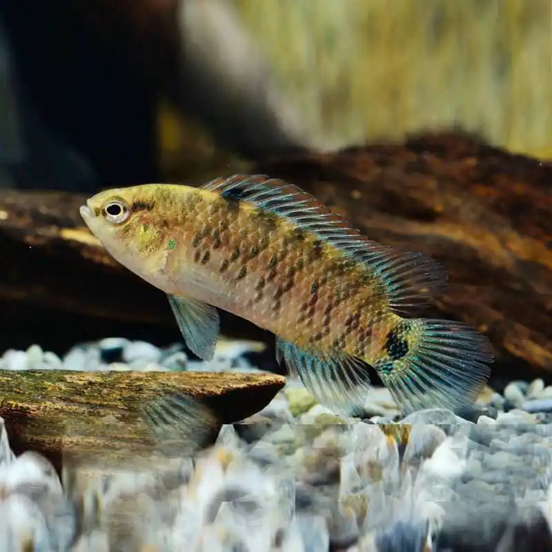 Kéksügér (Badis badis) Újdonság