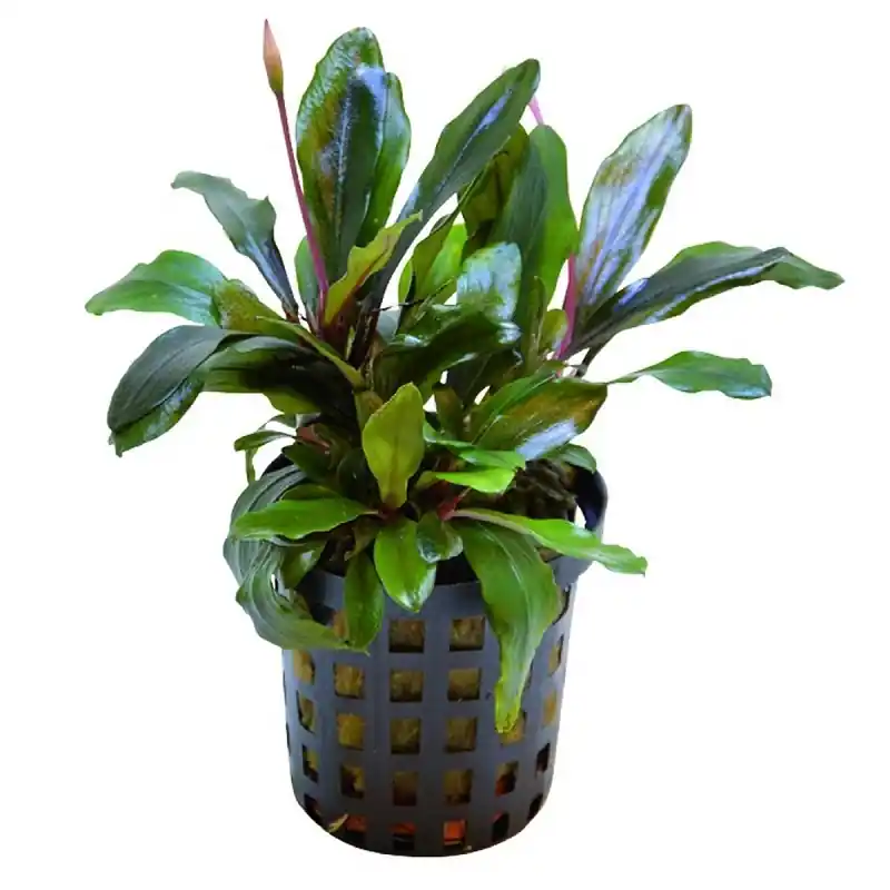 Bucephalandra ‘Blue green’ akváriuminövény Expressz szállítás