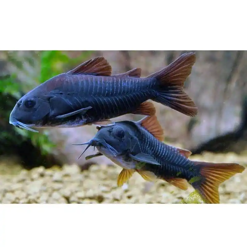 Végkiárusítás Corydoras Black Venezuela
