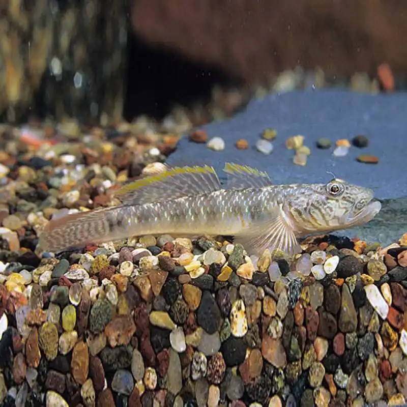 Algázó géb (Stiphodon sp.) akváriumi hal Prémium