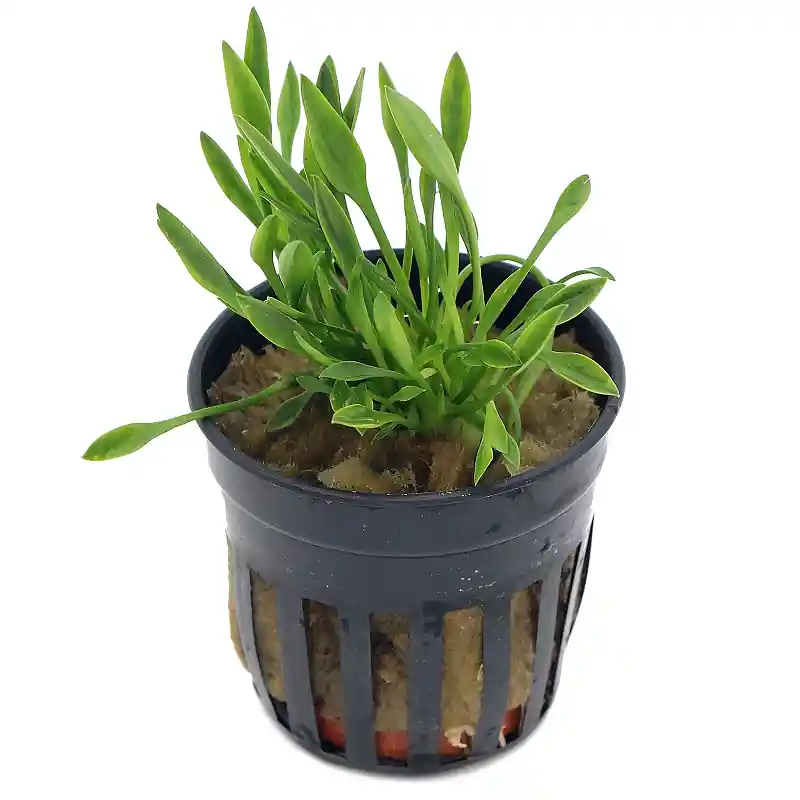 Szezonális akció Cryptocoryne parva