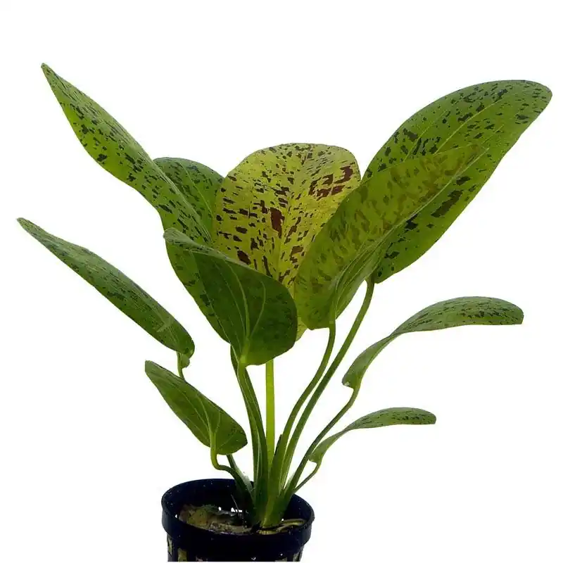 Echinodorus ozelot akváriumi növény Azonnal elérhető