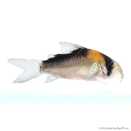 Corydoras duplicareus Biztonságos fizetés