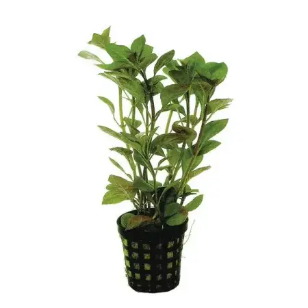 Vedd meg online Ludwigia repens