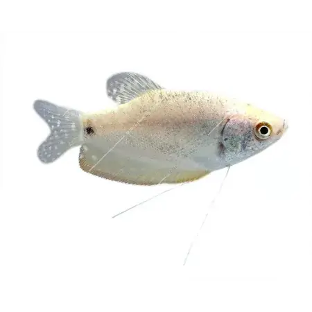 Trichogaster microlepis - Ezüst gurámi Népszerű