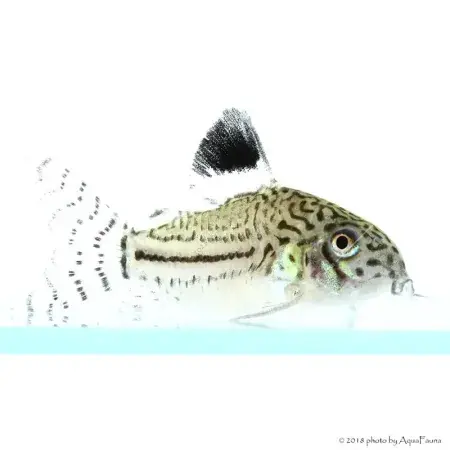 Kedvezményes ár Corydoras julii