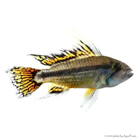 Különleges ajánlat Apistogramma cacatuoides - Kakadu törpesügér