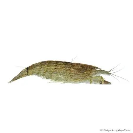 Atyopsis moluccensis - Legyezőgarnéla Azonnali szállítás