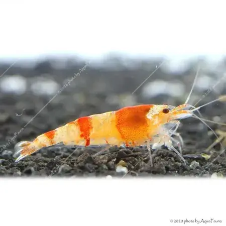 Caridina cf. cantonensis - Red Crystal garnéla - CRS Legjobb ár