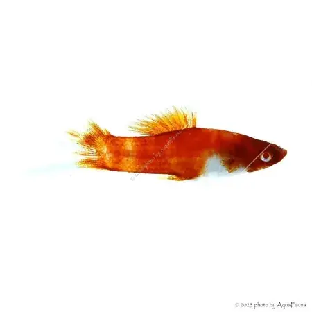 Xiphophorus helleri sp. - Koi xipho Expressz szállítás