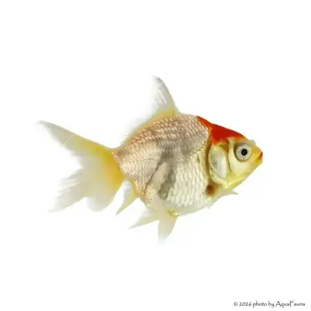 Carassius auratus - Aranyhal, piros sapkás Kiárusítás