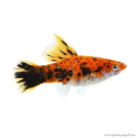 Xiphophorus helleri sp. - Tricolor xipho Olcsó