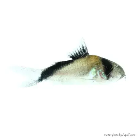 Corydoras melini Exkluzív ajánlat
