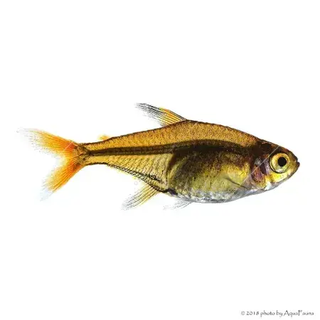 Hyphessobrycon amandae - Amandalazac Végkiárusítás