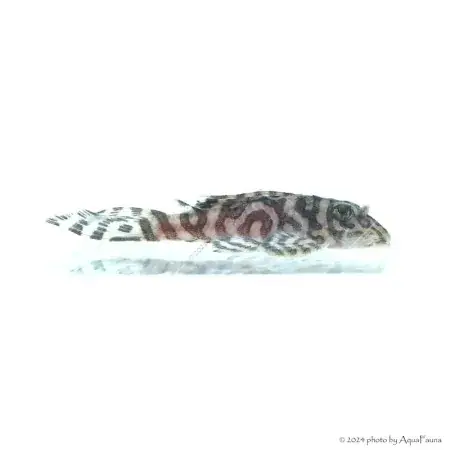 L236 - Hypancistrus sp. - 4-6 cm Ajánlat