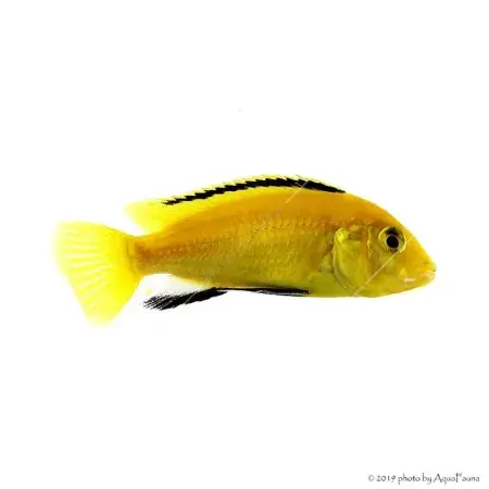 Labidochromis caeruleus yellow - Aranysügér Kiárusítás