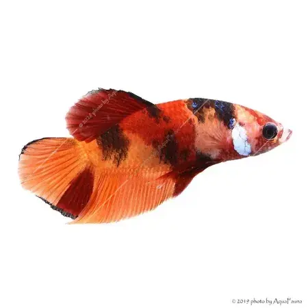 Csak ma Betta splendens - Sziámi harcoshal Nemo