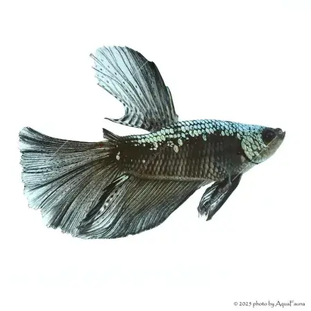 Betta splendens - Sziámi harcoshal Black Samurai Halfmoon Kiárusítás