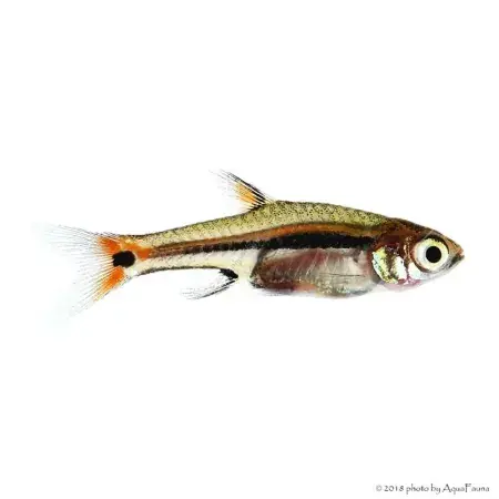 Boraras uropthalmoides - Zöldcsíkos törperazbóra Nézd meg most