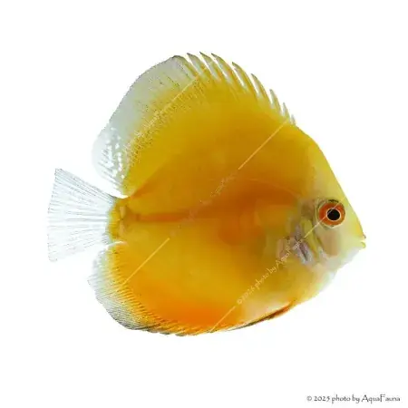 Symphysodon - Diszkoszhal - Melon - 9-10 cm Bestseller