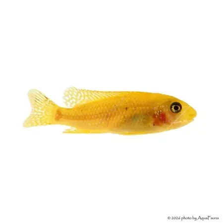 Labeotropheus trewavasae - Ormányos sügér Biztonságos vásárlás